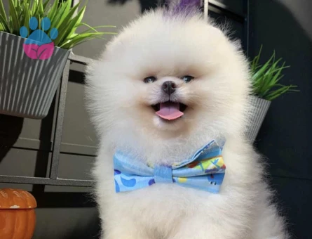 POMERANIAN ÜRETİM ÇİFTLİĞİNDEN - 8606 - Görsel 3