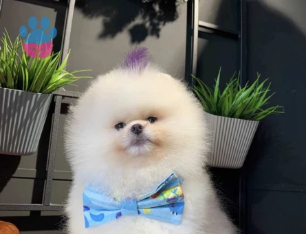 POMERANIAN ÜRETİM ÇİFTLİĞİNDEN - 8606 - Görsel 4