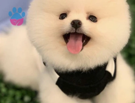 POMERANIAN ÜRETİM ÇİFTLİĞİNDEN - 8607