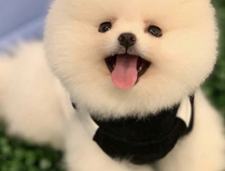 POMERANIAN ÜRETİM ÇİFTLİĞİNDEN - 8607