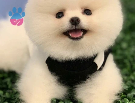 POMERANIAN ÜRETİM ÇİFTLİĞİNDEN - 8607 - Görsel 3