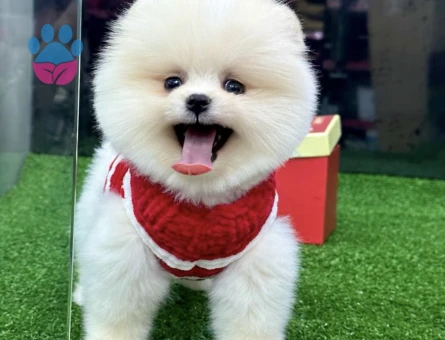 POMERANIAN ÜRETİM ÇİFTLİĞİNDEN - 8607 - Görsel 4