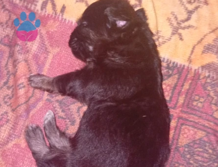 2 aylık chihuahudalar 2 taneler birinin işi bir erkek - 8609