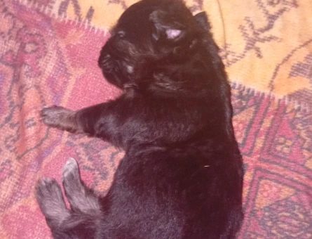 2 aylık chihuahudalar 2 taneler birinin işi bir erkek - 8609