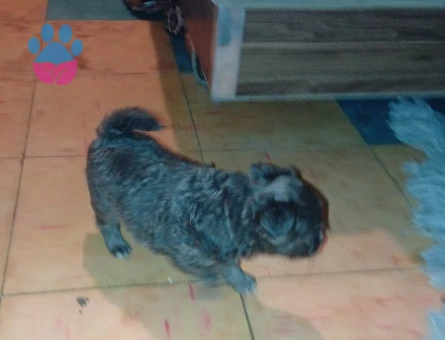 2 aylık chihuahudalar 2 taneler birinin işi bir erkek - 8609 - Görsel 3