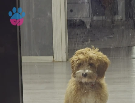 Maltipoo egıtımlı - 8611