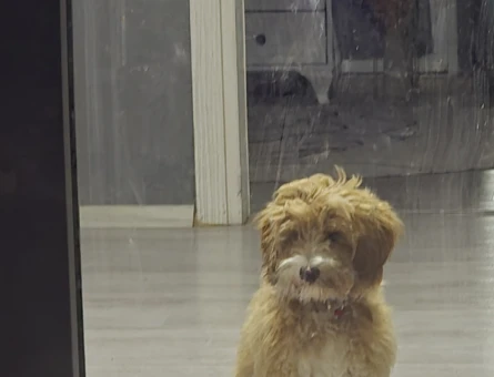Maltipoo egıtımlı - 8611