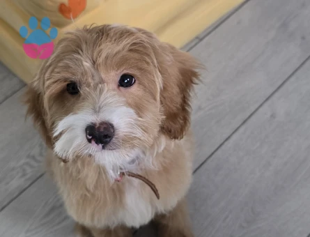 Maltipoo egıtımlı - 8611 - Görsel 3