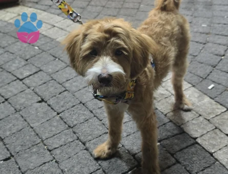 Maltipoo egıtımlı - 8611 - Görsel 4