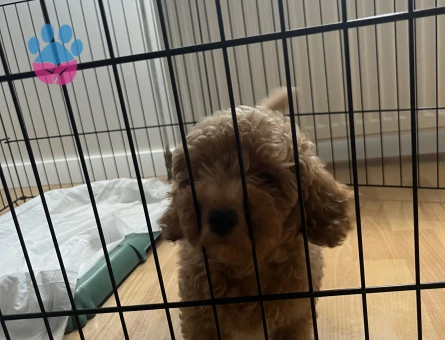 2 aylık toy poodle - 8612