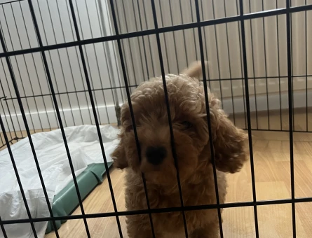 2 aylık toy poodle - 8612