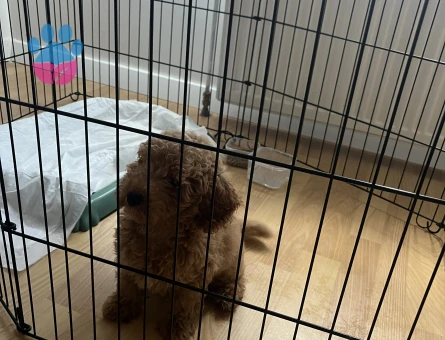 2 aylık toy poodle - 8612 - Görsel 3