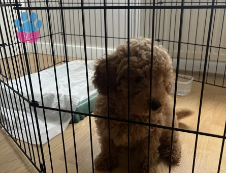 2 aylık toy poodle - 8612 - Görsel 4