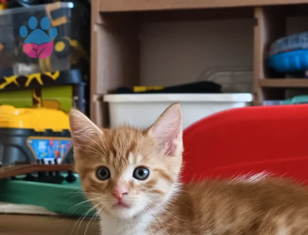 Sarman Kedi Erkek Yuva Arıyor - 8613