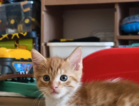 Sarman Kedi Erkek Yuva Arıyor - 8613