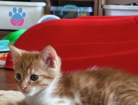 Sarman Kedi Erkek Yuva Arıyor - 8613 - Görsel 3
