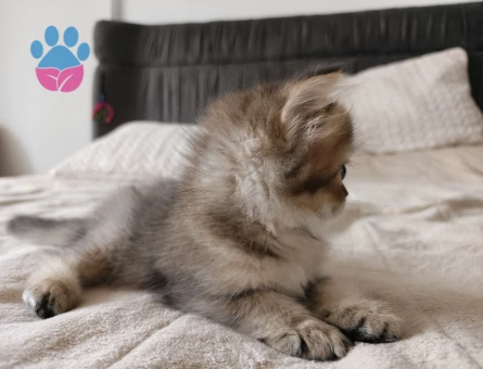 British Longhair Golden ny25 - 8614 - Görsel 2
