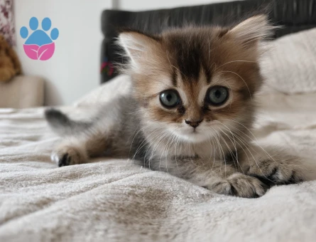 British Longhair Golden ny25 - 8614 - Görsel 4