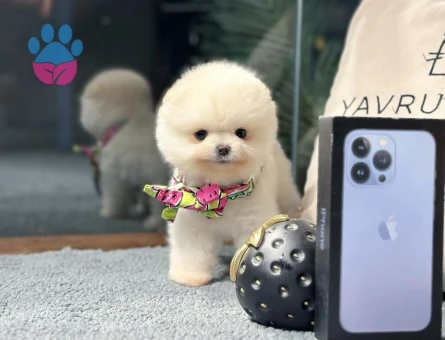 Pomeranian Boo Yavrular | Güvenli ve Sözleşmeli Teslim - 8616 - Görsel 4