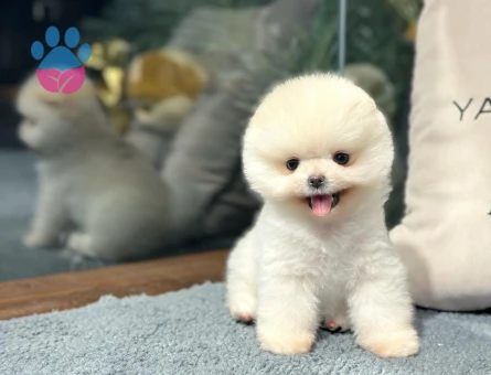 Pomeranian Boo Yavrular | Güvenli ve Sözleşmeli Teslim - 8616 - Görsel 5