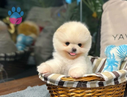 Pomeranian Boo Yavrular | Güvenli ve Sözleşmeli Teslim - 8616