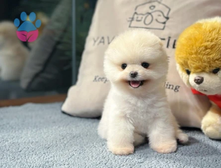 Pomeranian Boo Yavrular | Güvenli ve Sözleşmeli Teslim - 8616 - Görsel 3