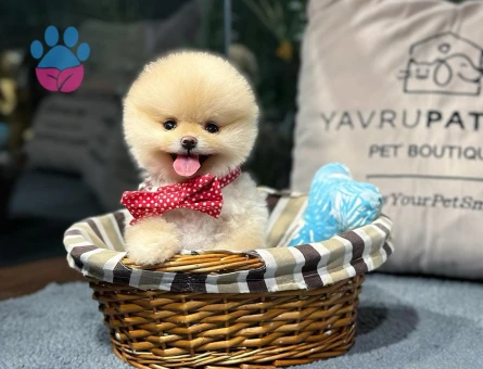 Gerçek Pomeranian Kalitesi | Veteriner Kontrollü Yavrular - 8617