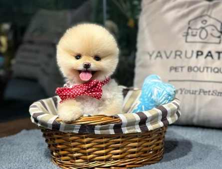 Gerçek Pomeranian Kalitesi | Veteriner Kontrollü Yavrular - 8617