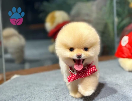 Gerçek Pomeranian Kalitesi | Veteriner Kontrollü Yavrular - 8617 - Görsel 3