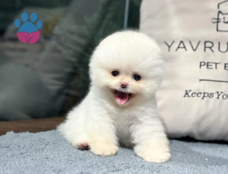 Pomeranian Yavru Sahiplendirme | Güven Veren Profesyonel Teslim - 8618