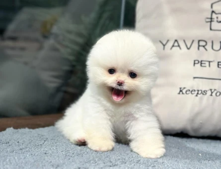 Pomeranian Yavru Sahiplendirme | Güven Veren Profesyonel Teslim - 8618
