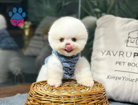 Seçkin Pomeranian Yavrular | Sağlık Garantisi + 7/24 Destek - 8619 - Görsel 4