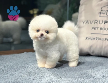 Seçkin Pomeranian Yavrular | Sağlık Garantisi + 7/24 Destek - 8619 - Görsel 5