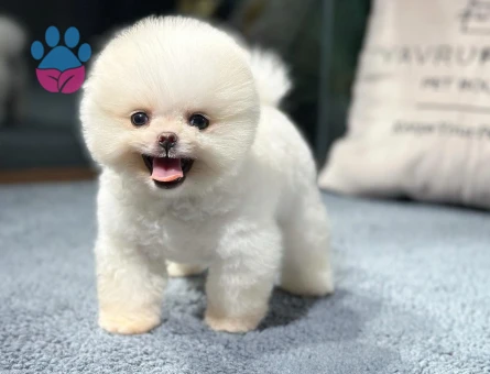 Seçkin Pomeranian Yavrular | Sağlık Garantisi + 7/24 Destek - 8619 - Görsel 3