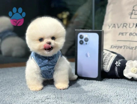 Seçkin Pomeranian Yavrular | Sağlık Garantisi + 7/24 Destek - 8619