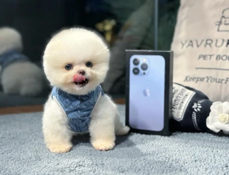 Seçkin Pomeranian Yavrular | Sağlık Garantisi + 7/24 Destek - 8619