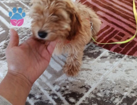 Poodle kırması - 8620