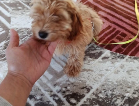 Poodle kırması - 8620