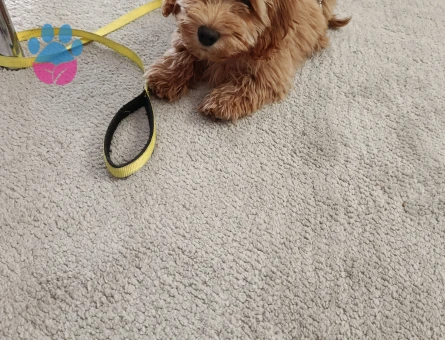Poodle kırması - 8620 - Görsel 3