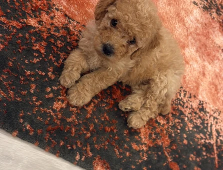 Maltipoo yavru 3 aylık - 8621