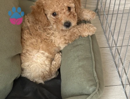 Maltipoo yavru 3 aylık - 8621 - Görsel 3