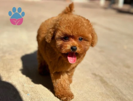 🐾 Özel Toy Poodle Yavrular | Irk & Sağlık Garantili Teslim - 8623