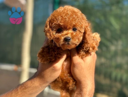 ⭐ Toy Poodle Yavru | Güvenli ve Sözleşmeli Teslim - 8624 - Görsel 3