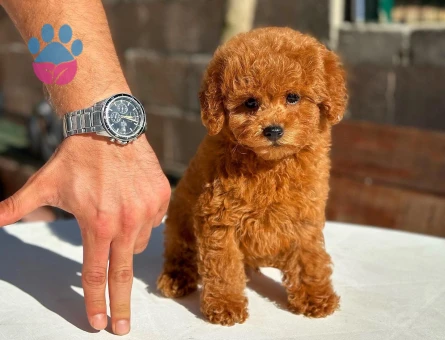 ⭐ Toy Poodle Yavru | Güvenli ve Sözleşmeli Teslim - 8624