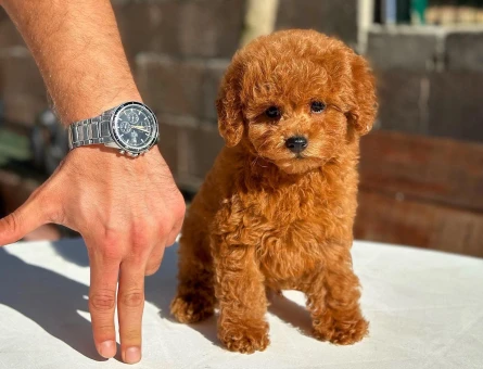 ⭐ Toy Poodle Yavru | Güvenli ve Sözleşmeli Teslim - 8624