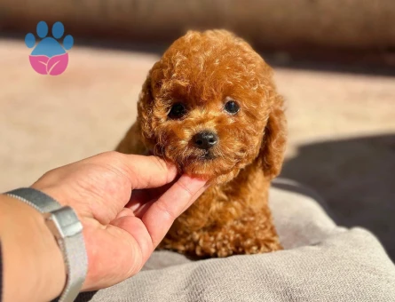 ⭐ Toy Poodle Yavru | Güvenli ve Sözleşmeli Teslim - 8624 - Görsel 4