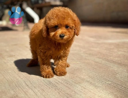 ❤️ Yeni Aile Üyeniz Toy Poodle | Veteriner Kontrollü Yavrular - 8625 - Görsel 4