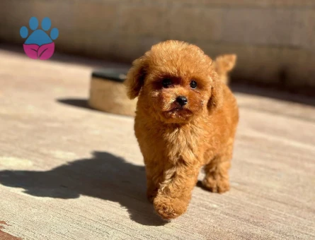 ❤️ Yeni Aile Üyeniz Toy Poodle | Veteriner Kontrollü Yavrular - 8625