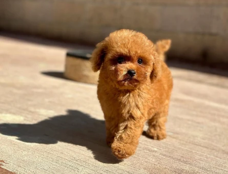 ❤️ Yeni Aile Üyeniz Toy Poodle | Veteriner Kontrollü Yavrular - 8625