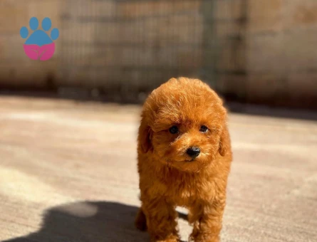 ❤️ Yeni Aile Üyeniz Toy Poodle | Veteriner Kontrollü Yavrular - 8625 - Görsel 3